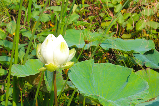 White lotus flower blooming in pond with green leaves. Lotus lake, beautiful nature background.