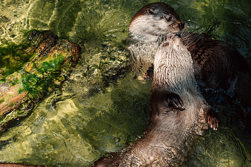 A heartwarming moment as otters play in sparkling water, their faces reflecting pure contentment, against a backdrop of sunlit rocks and algae