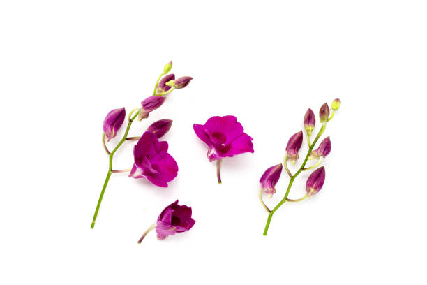 istock Beautiful purple orchid flower on white background. 2111044769
