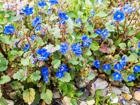 Annuals Bluebells, Phacelia campanularia, native to sunny Arizona and California mountain ranges and deserts covering grounds in early Spring