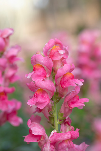 Close-up of pink Antirrhinum majus flowers bouquet blooming with natural soft sunlight and water drops in the garden.