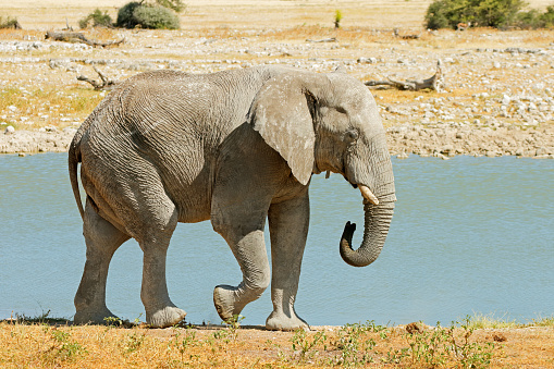 Large African bull elephant (Loxodonta africana) at a waterhole, Etosha National Park, Namibia