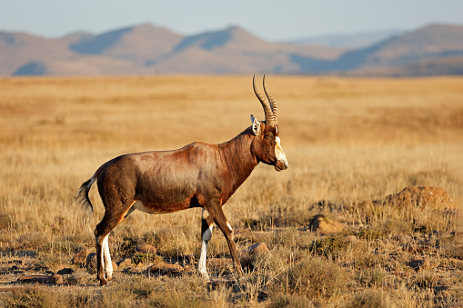 A blesbok antelope (Damaliscus pygargus) in natural habitat, Mountain Zebra National Park, South Africa