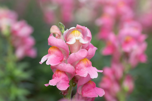 Close-up of pink Antirrhinum majus flowers bouquet blooming with natural soft sunlight and water drops in the garden.