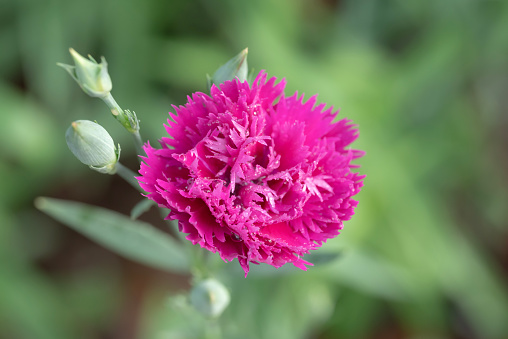 Close-up of vibrant pink Carnation flower blooming with natural light and water drops in the garden on a blurred green background. Ornamental flowers for decorating in the garden.