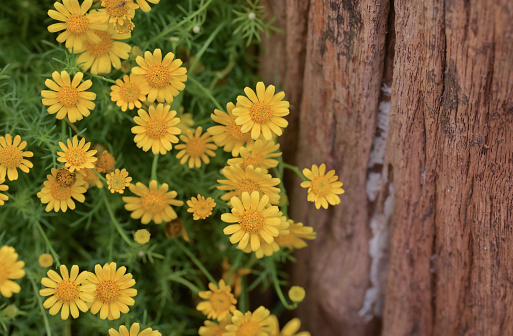 Yellow daisy flowers with natural sunlight blooming in the garden on a wooden background. Copy space for text.