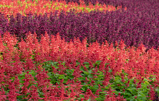 Floral background of colorful Salvia flowers blooming with natural sunlight in the garden.