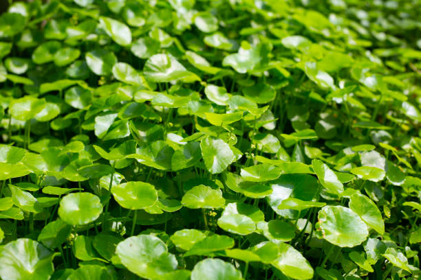 istock Centella asiatica (gotu kola). Herbal medicine plant 2111082504