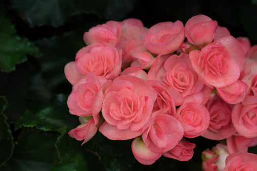 Close-up of pinkish-orange Begonia flowers blooms with natural soft light and water drops in the garden on a dark background. Ornamental flowers for decorating in the garden.