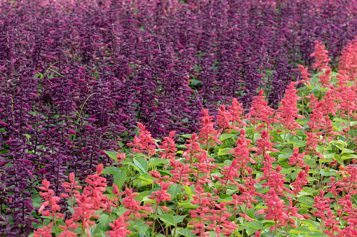 Floral background of colorful Salvia flowers blooming with natural sunlight in the garden.