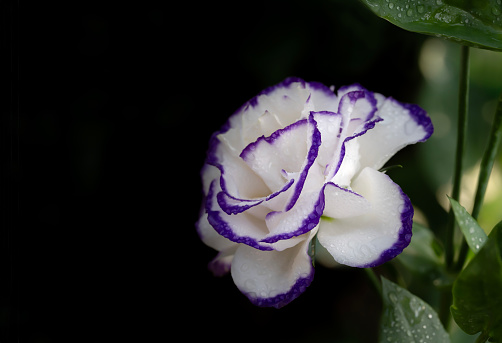 Close-up of Lisianthus flowers white with purple edges blooming with natural light and drops of water on a dark background. Copy space for text and composition on the side.