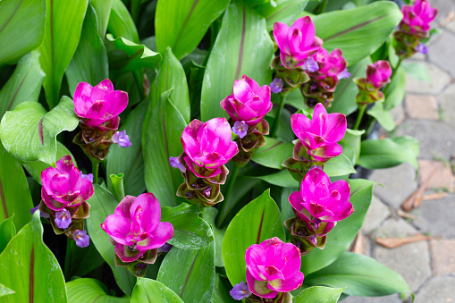 Pink flower of curcuma sessilis gage plant