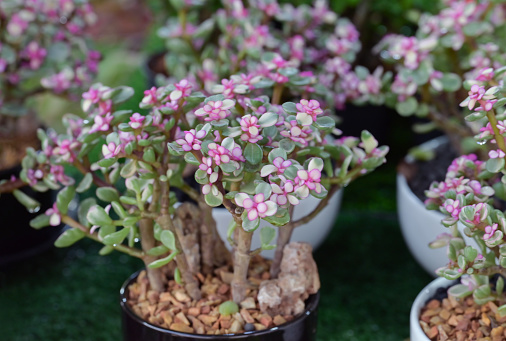 Close-up of Portulacaria Afra (elephant bush) in a small potted, succulent plant with small pink flowers for decorating in the garden or room decor.
