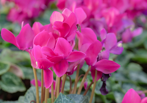 Close-up of vibrant pink Cyclamen flowers blooming in the garden with natural light on a green background. The ornamental plants for decorating in the garden.