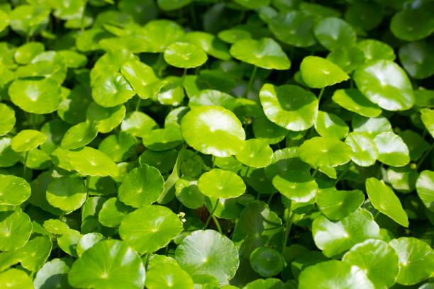 istock Centella asiatica (gotu kola). Herbal medicine plant 2111083152