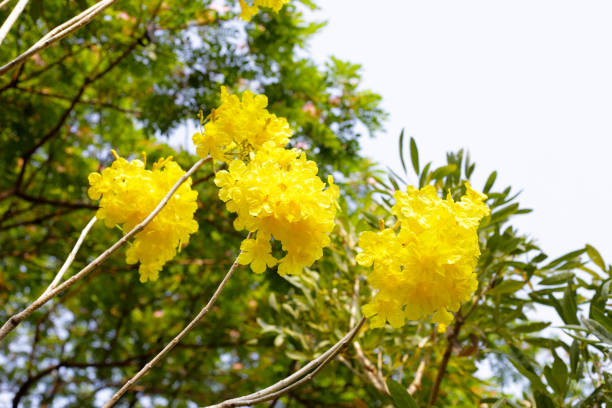 Silver trumpet tree, Tree of gold, Paraguayan silver trumpet tree