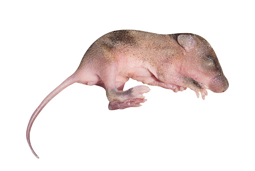 Baby rat isolated on white background with clipping path