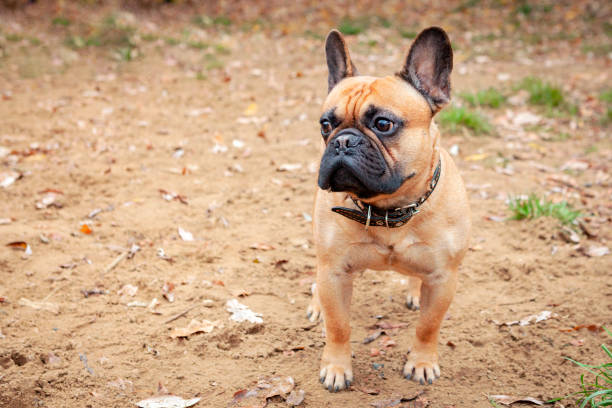 The French Bulldog, is a French breed of companion dog or toy dog.