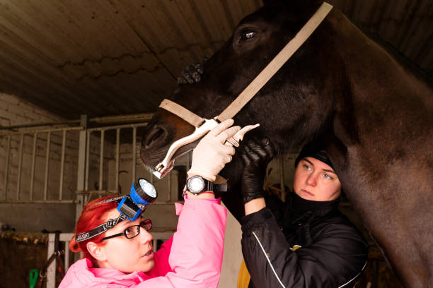 il veterinario ispeziona i denti del cavallo con uno strumento dentale - yawner foto e immagini stock