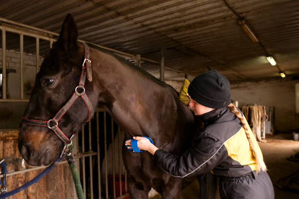 istock Grooming black horse in stable 2111107599
