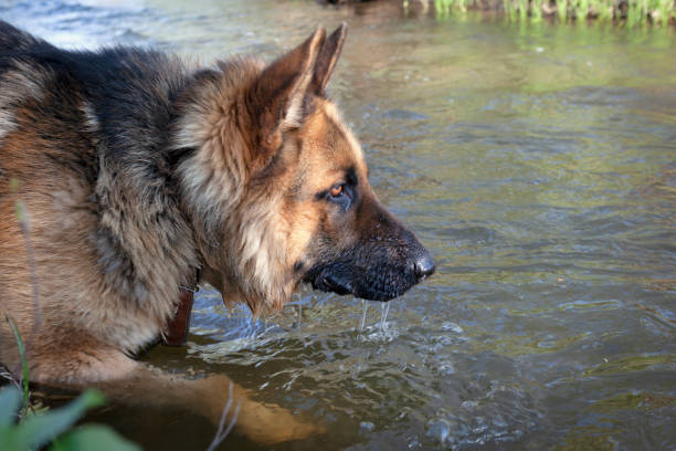 The German Shepherd is a breed of dog originally used as a herding and search dog.