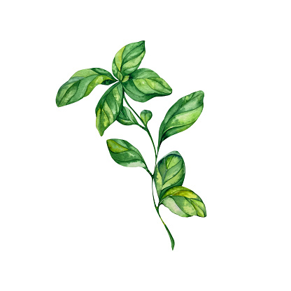 Watercolor basil twig isolated on a white background. handmade work. illustration of eco-food products. for your design