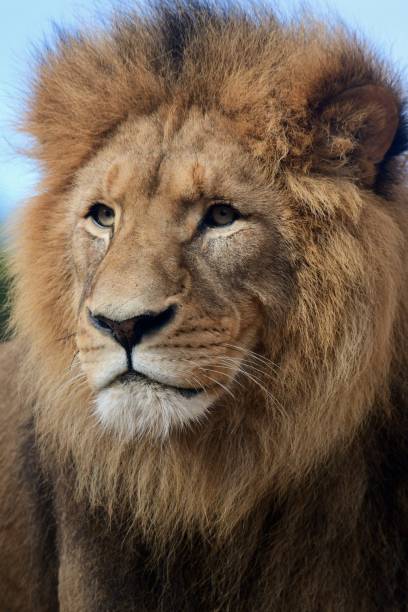 Male lion headshot