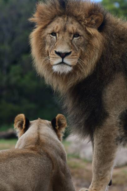istock Male lion with lioness 2111136009