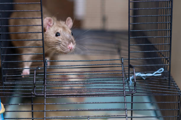 istock Domestic rat in a cage holds food with its paws and eats. 2111146645