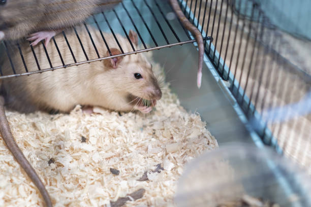 istock Domestic rat in a cage holds food with its paws and eats. 2111147799