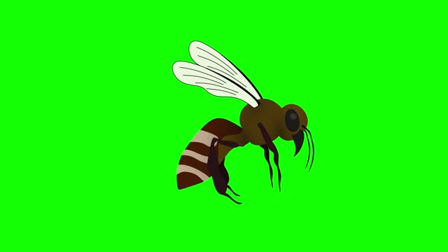 Closeup video of honeybee flying against green screen, wildlife insects cartoon animation