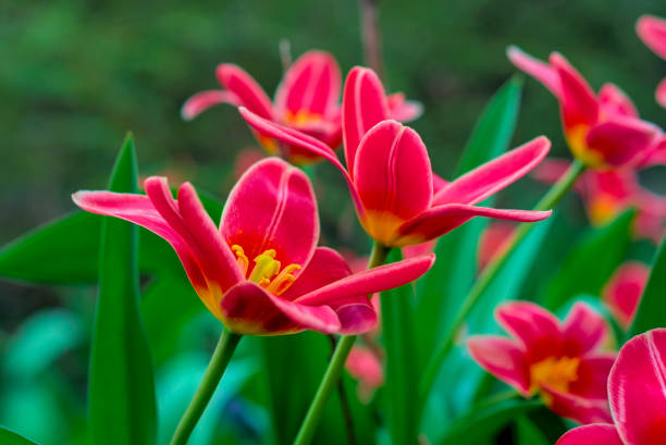 istock red tulips against green blurred background 2111211365