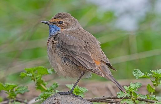 Bluethroat (Luscinia svecica) is a passerine bird that feeds on invertebrates and insects on the edges of small water holes close to wetlands. It is seen in Asia, Europe and Africa.