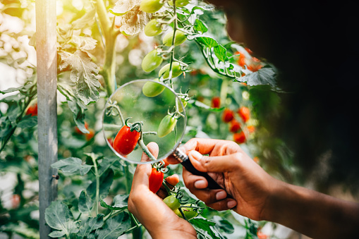 In herbology research a black woman botanist uses a magnifying glass to inspect tomato plants for lice ensuring vegetable quality. Expertise and learning in plant science and farming.