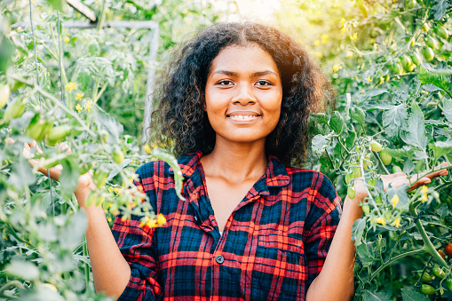 A close-up portrait showcases a smiling farmer engaged in seasonal gardening picking fresh ripe plum tomatoes in a greenhouse. Her confidence and happiness reflect care for nature's fruitful growth.