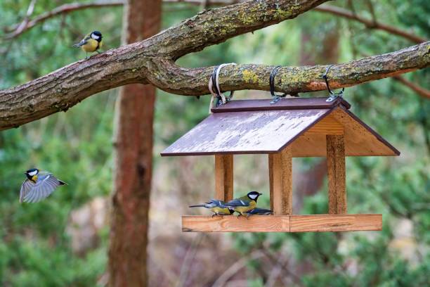 istock Bird feeder. Beautiful garden bird great tit - Parus major. Selective focus. 2111233760