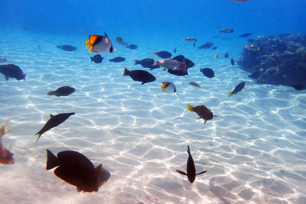 coral reef in the Red Sea, egypt