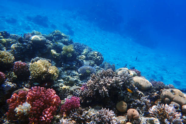 istock coral reef in the Red Sea 2111264997