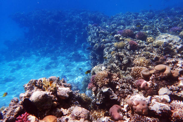 istock coral reef in the Red Sea 2111265001