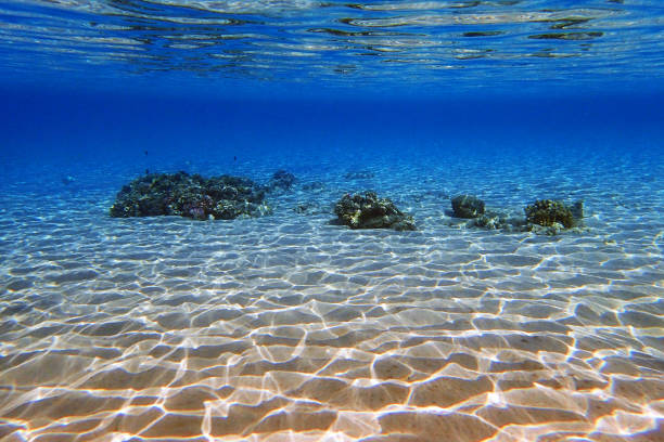 coral reef in the Red Sea, egypt