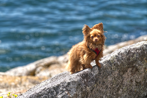 Cute little dog drying off on a rock