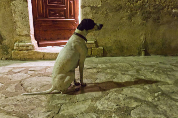 This is the town of Amaga in Antioquia, Colombia. This area is within the coffee region of Colombia. This is a street dog resting in the center of town outside the steps that lead to the Catholic Church.