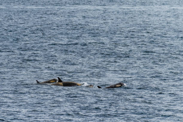Orca