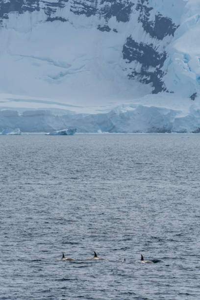 istock Killer whales in the Antarctic 2111308437