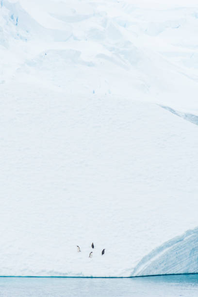 four gentoo penguins on an iceberg - exploration mountain ice jumping стоковые фото и изображения