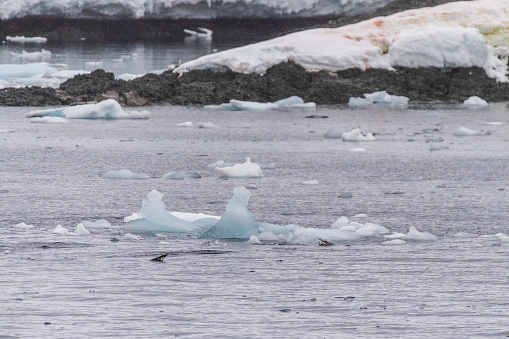 Telephoto of Adelie Penguins - Pygoscelis adeliae- jumping in and out of the Water near Prospect point, along the Antarctic Peninsula