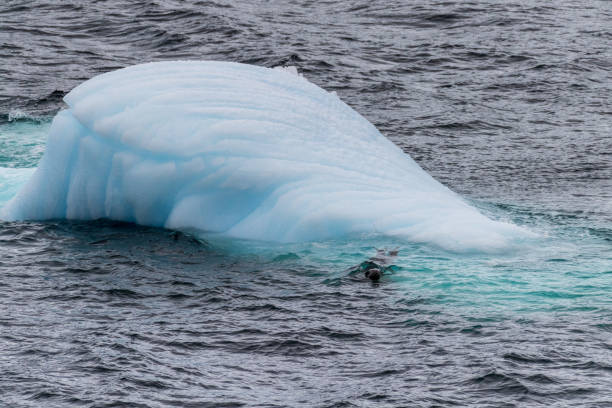 istock Leopard seal and an Iceberg 2111308446