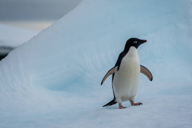 istock Adelie Penguin standing on an iceberg 2111308455