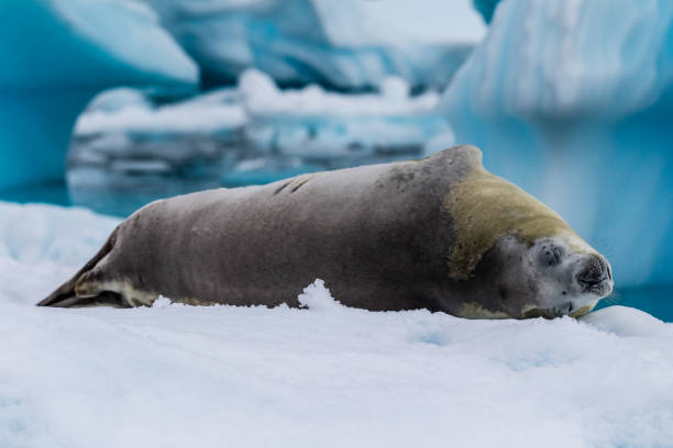 istock Crabeater Seal resting on a sheet of ice 2111308467