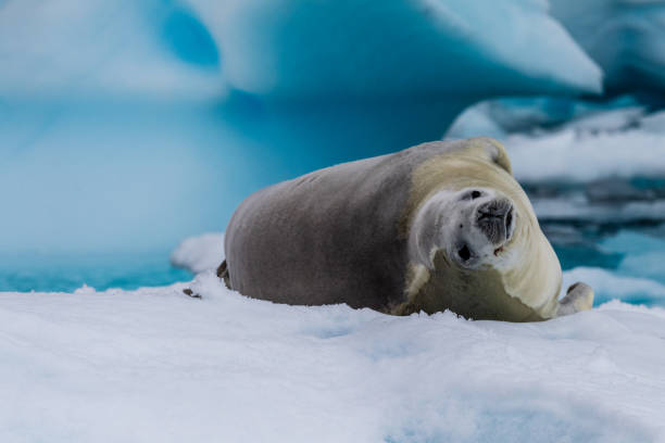 istock Crabeater Seal resting on a sheet of ice 2111308471